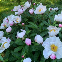 Paeonia lactiflora pilt Marika V IMG_5247